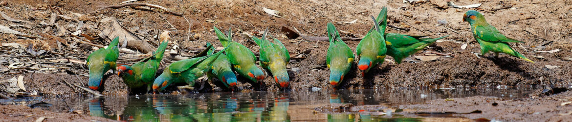 Birding Victoria - Walks and Rail Trails