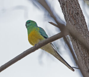 Victorian Bird Walks – Birding Victoria – Walks and Rail Trails