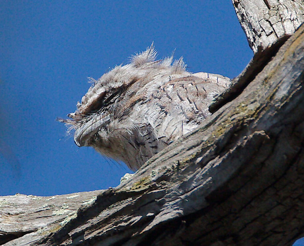 Victorian Bird Walks – Birding Victoria – Walks and Rail Trails