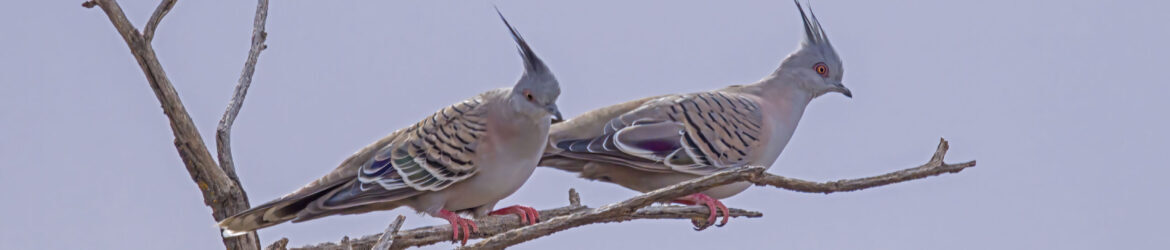 cropped-Crested-Pigeon-IMG_4527-scaled-1.jpg